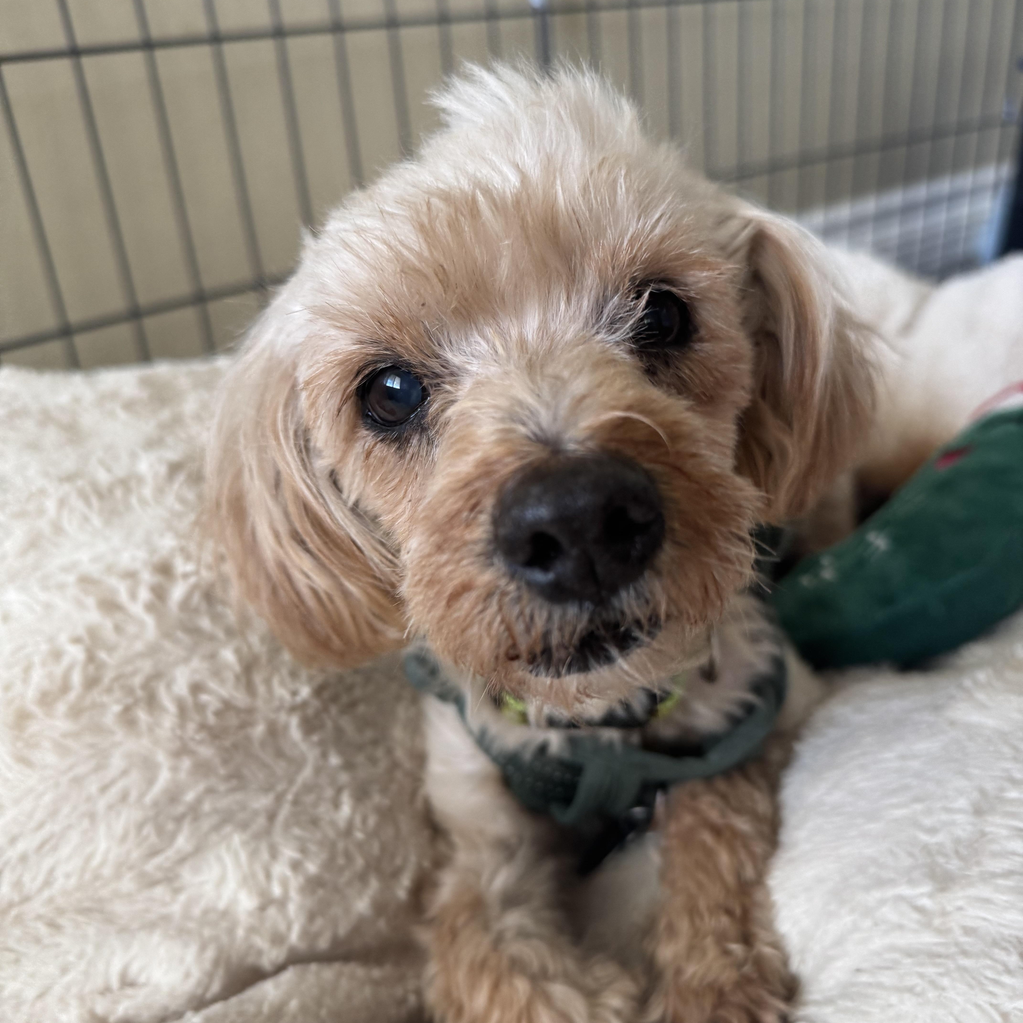 Enlarge Barry, a ADOPTABLE mixed breed in Pasadena, CA image 5/6