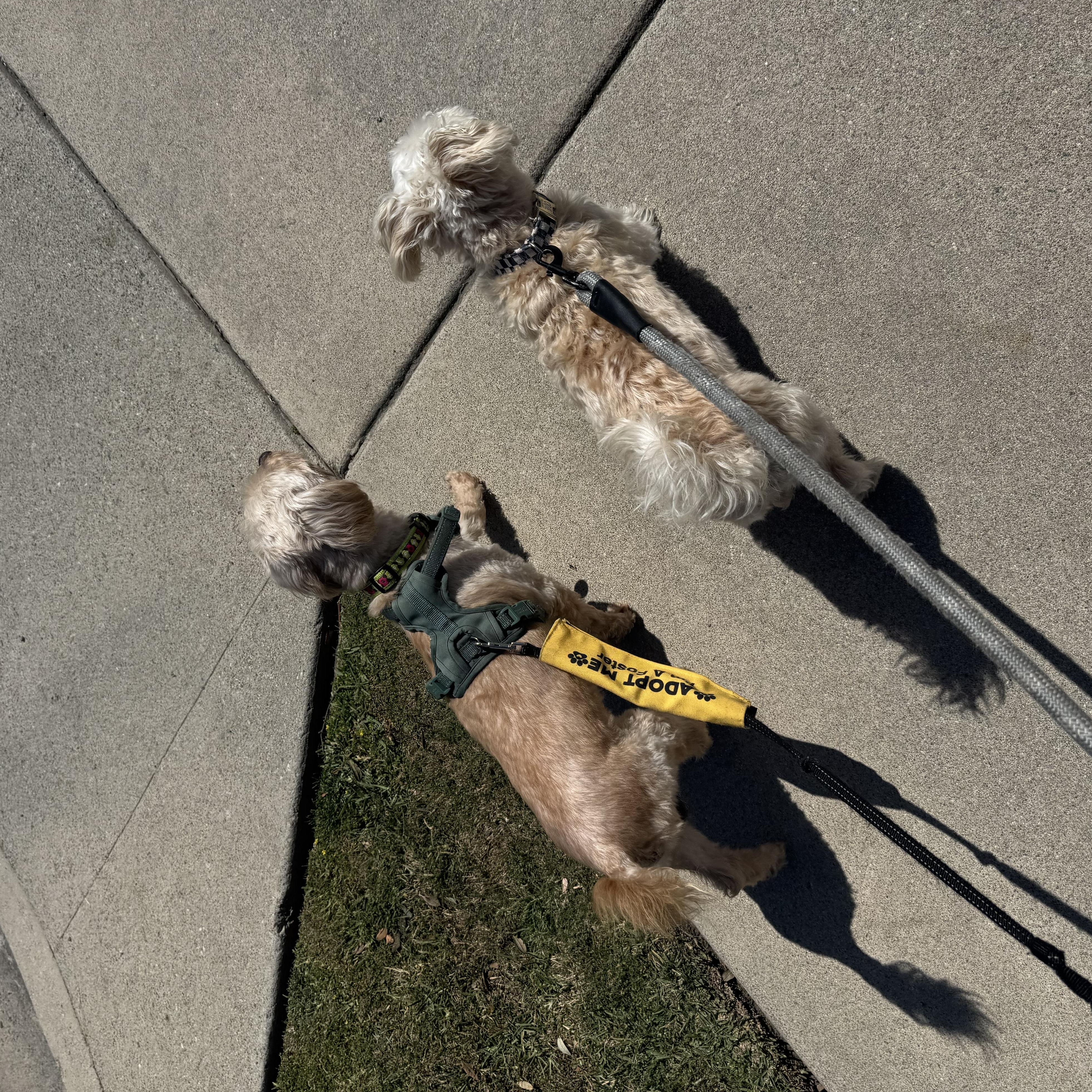 Enlarge Barry, a ADOPTABLE mixed breed in Pasadena, CA image 4/6