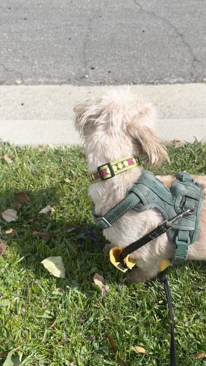 Enlarge Barry, a ADOPTABLE mixed breed in Pasadena, CA video 6/6