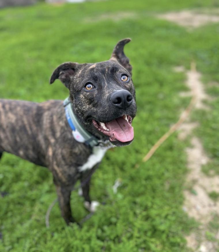 Tig, a Adoptable mixed breed in Emeryville, CA image 1/5