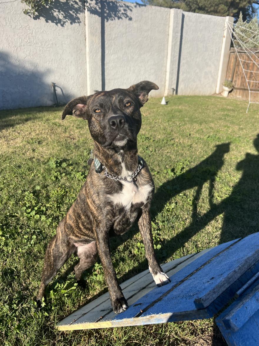 Enlarge Tig, a Adoptable mixed breed in Emeryville, CA image 1/4