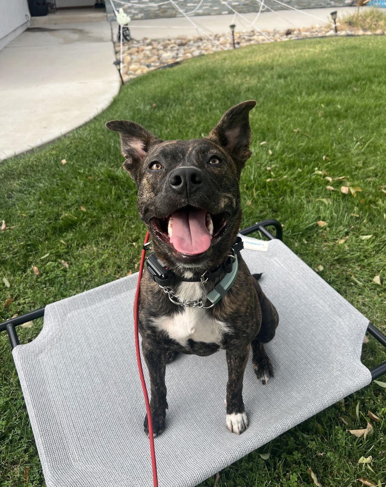 Enlarge Tig, a Adoptable mixed breed in Emeryville, CA image 3/4