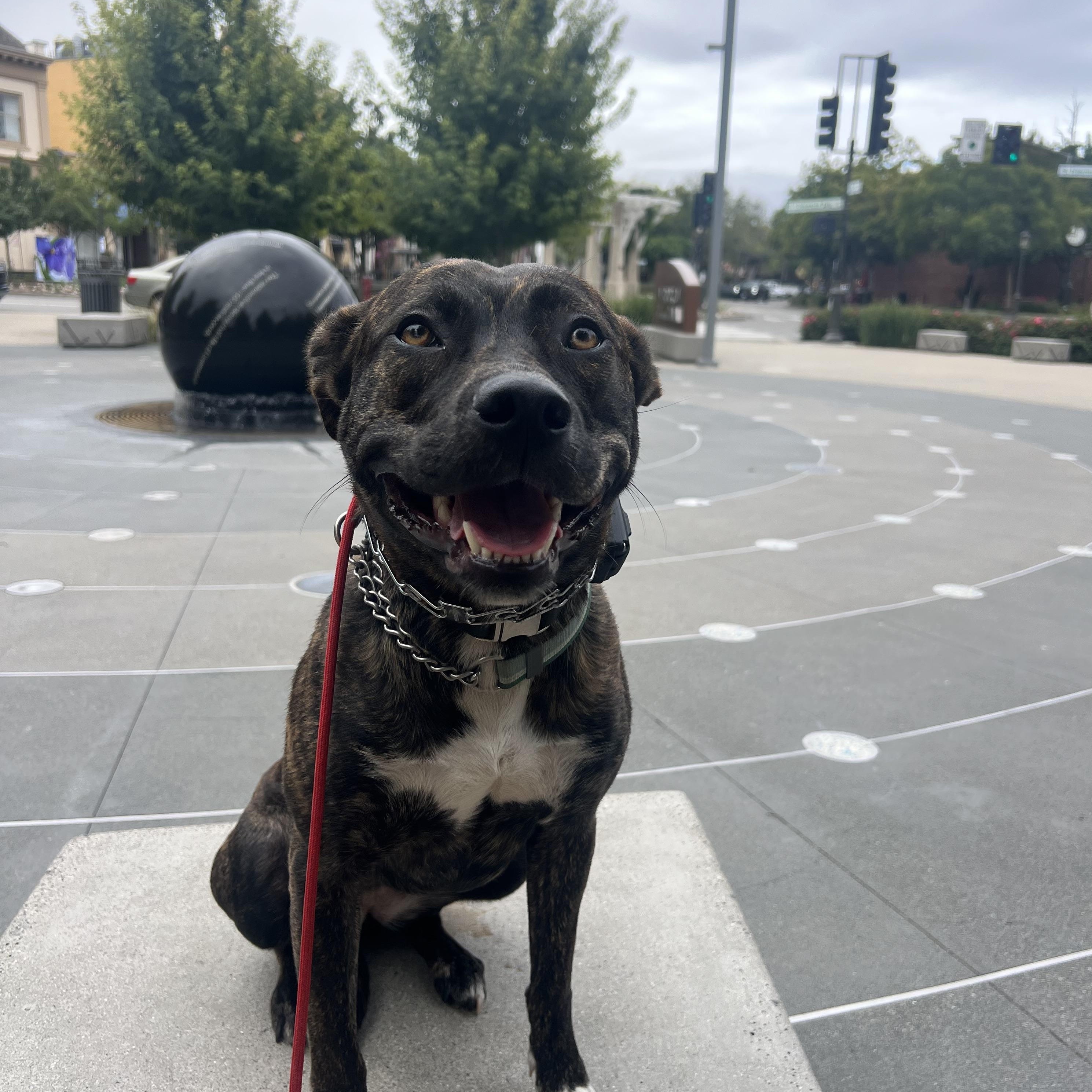 Tig, a Adoptable mixed breed in Emeryville, CA image 5/5