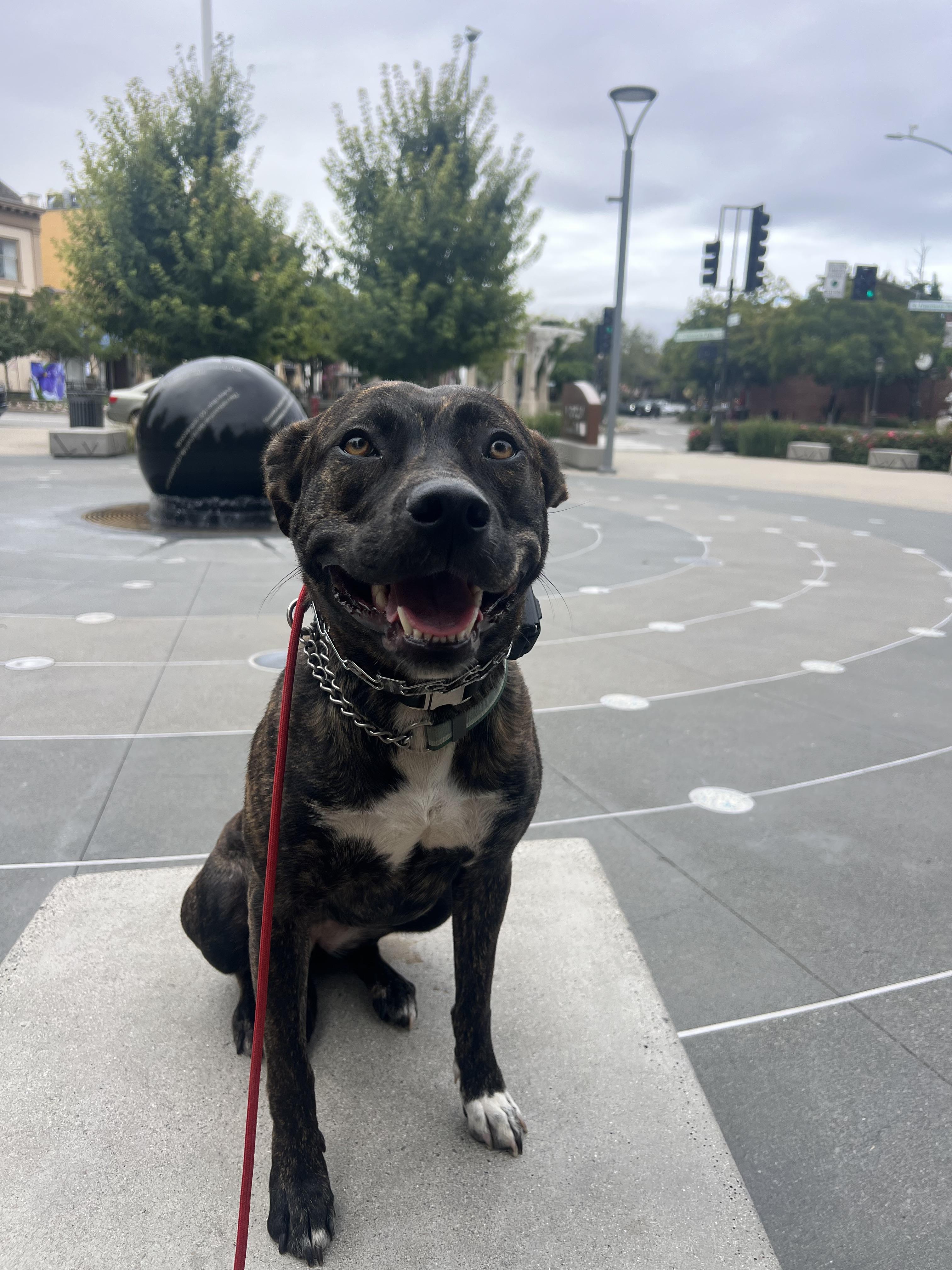 Enlarge Tig, a Adoptable mixed breed in Emeryville, CA image 4/4
