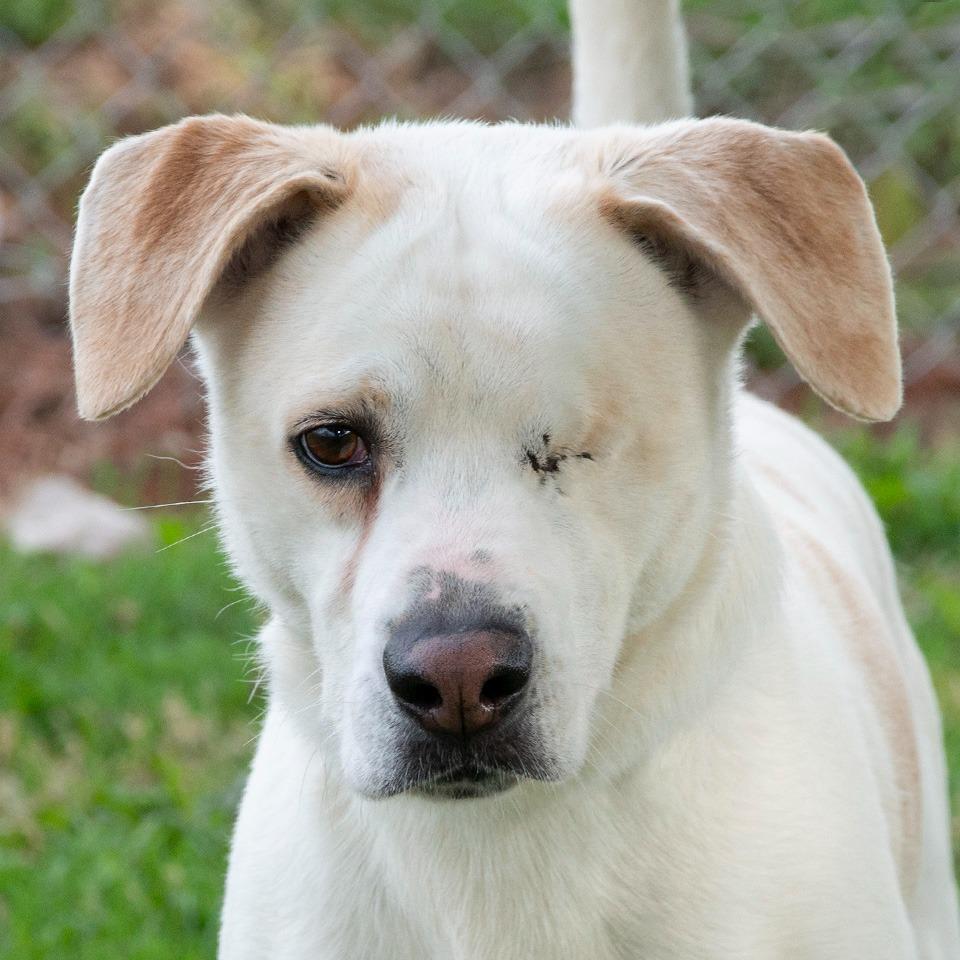 Jack, Adoptable, Adult Male Hound.