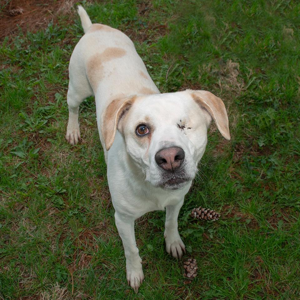Enlarge Jack, a Adoptable mixed breed in Troy, OH image 2/4