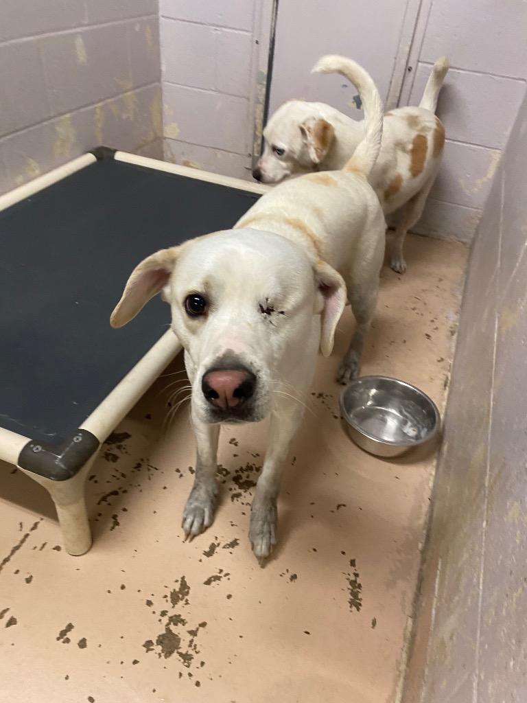 Enlarge Jack, a Adoptable mixed breed in Troy, OH image 3/4