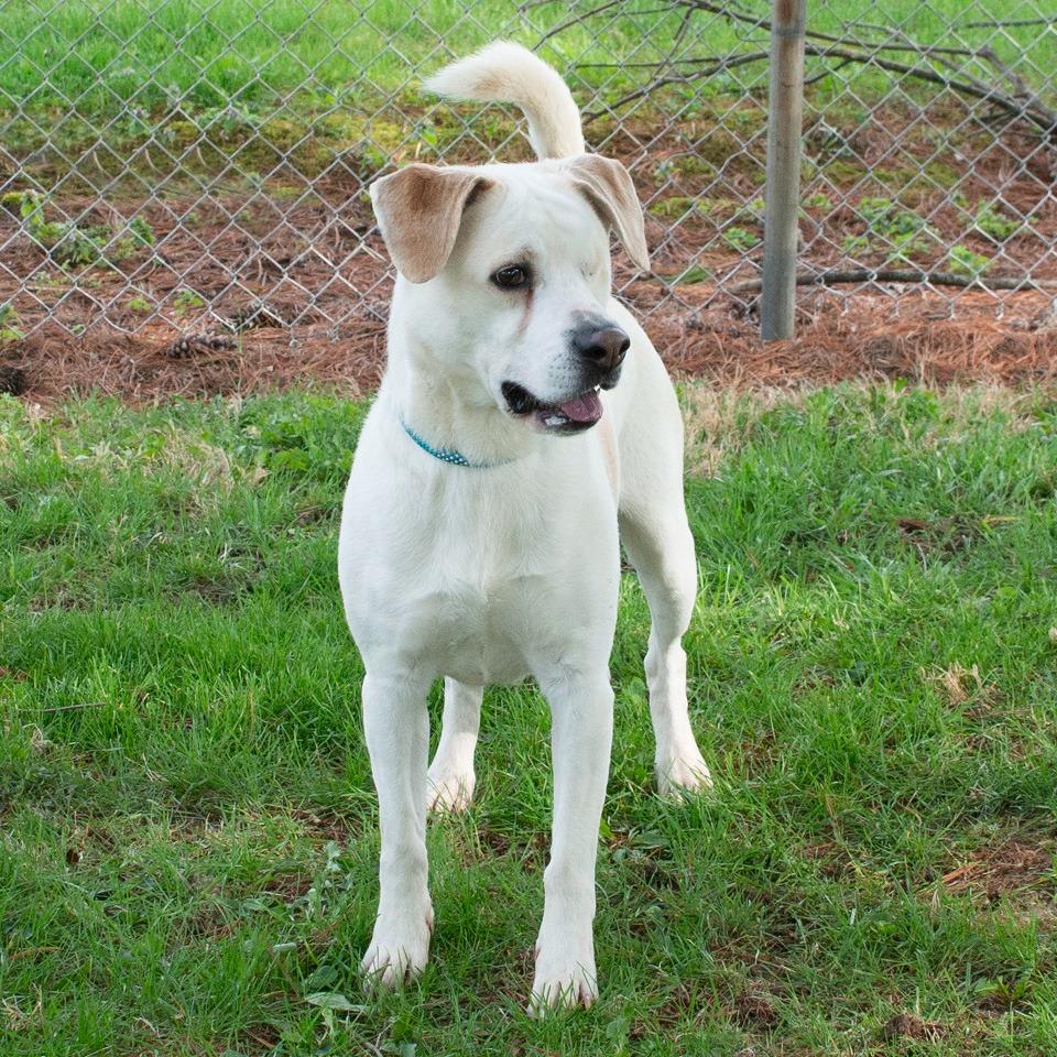 Enlarge Jack, a Adoptable mixed breed in Troy, OH image 4/4