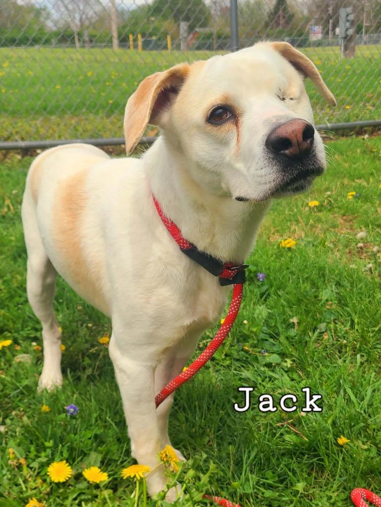 Enlarge Jack, a Adoptable mixed breed in Troy, OH image 4/4