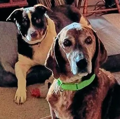 Long Haul (OR), ADOPTABLE, Adult Male Plott Hound.