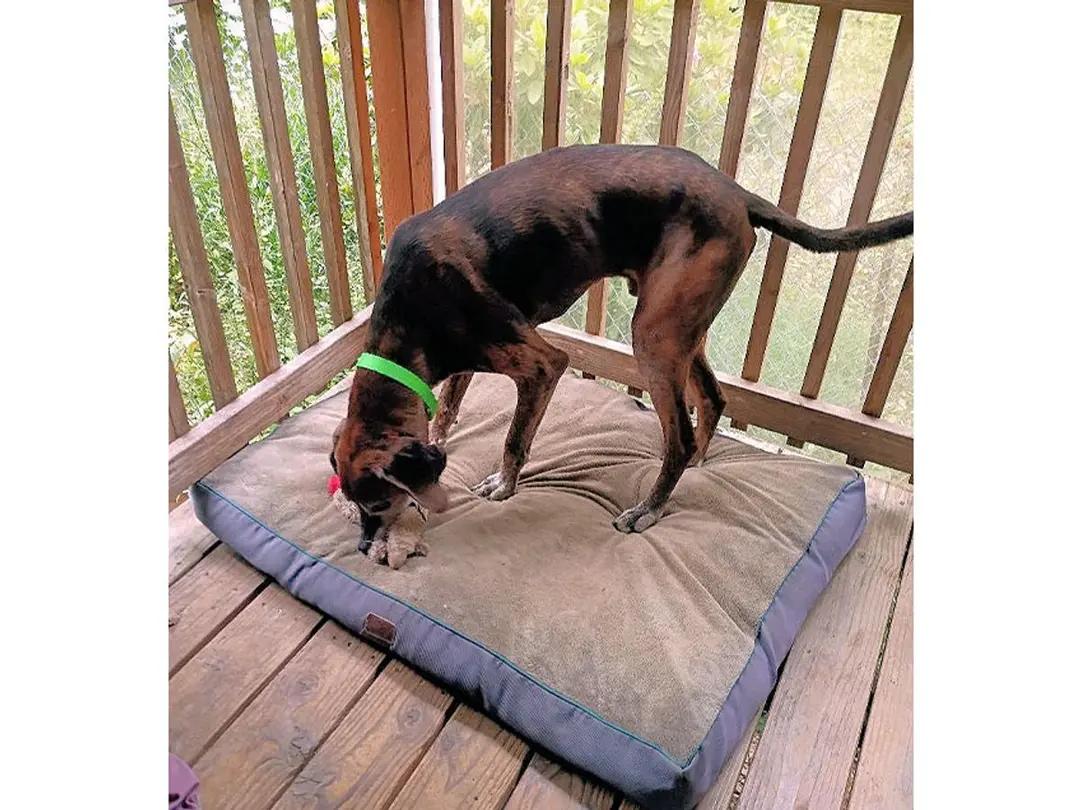 Enlarge Long Haul (OR), a ADOPTABLE Plott Hound in Jackson, CA image 2/5