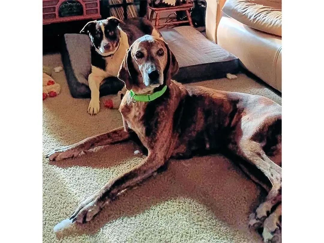 Enlarge Long Haul (OR), a ADOPTABLE Plott Hound in Jackson, CA image 3/5