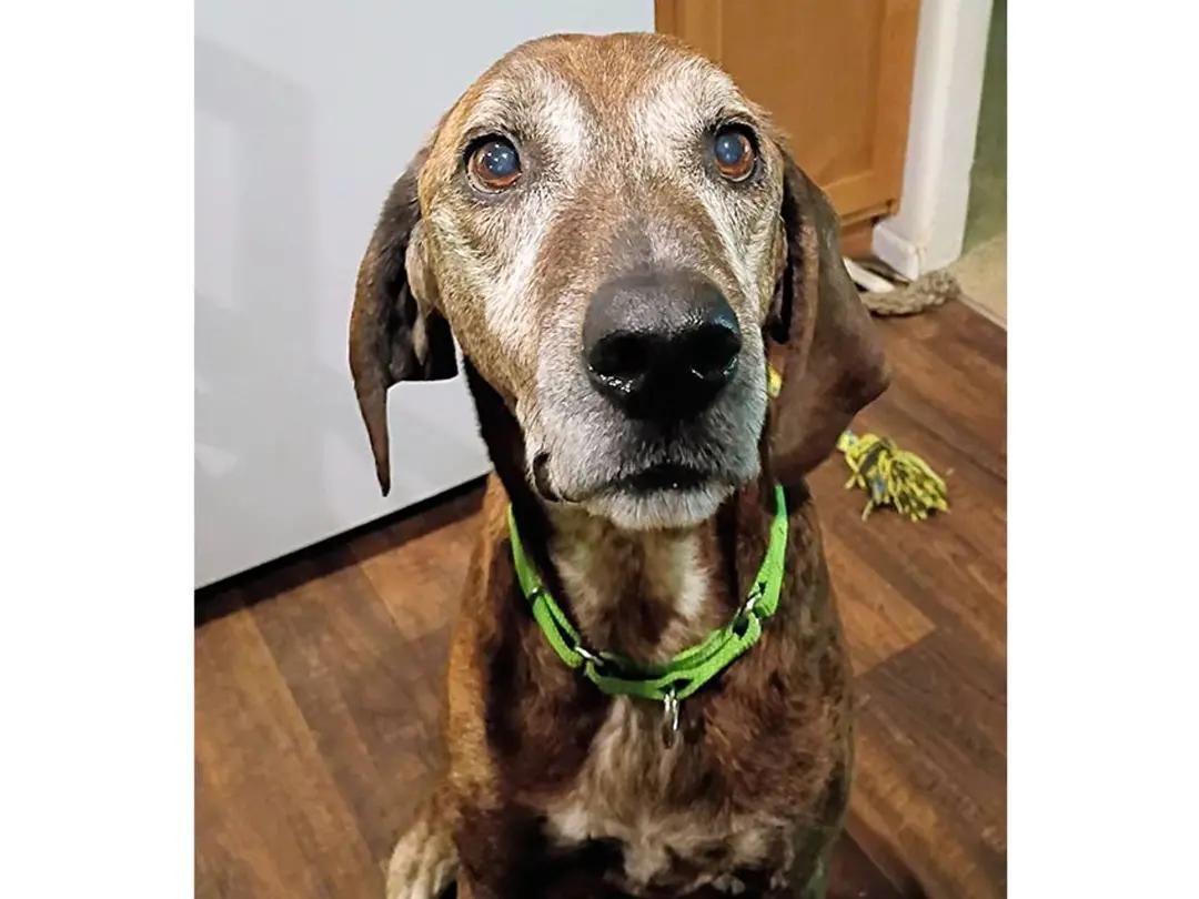 Enlarge Long Haul (OR), a ADOPTABLE Plott Hound in Jackson, CA image 5/5