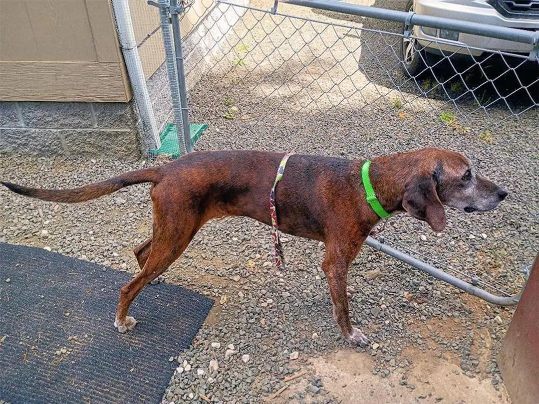 Enlarge Long Haul (OR), a ADOPTABLE Plott Hound in Jackson, CA image 4/5