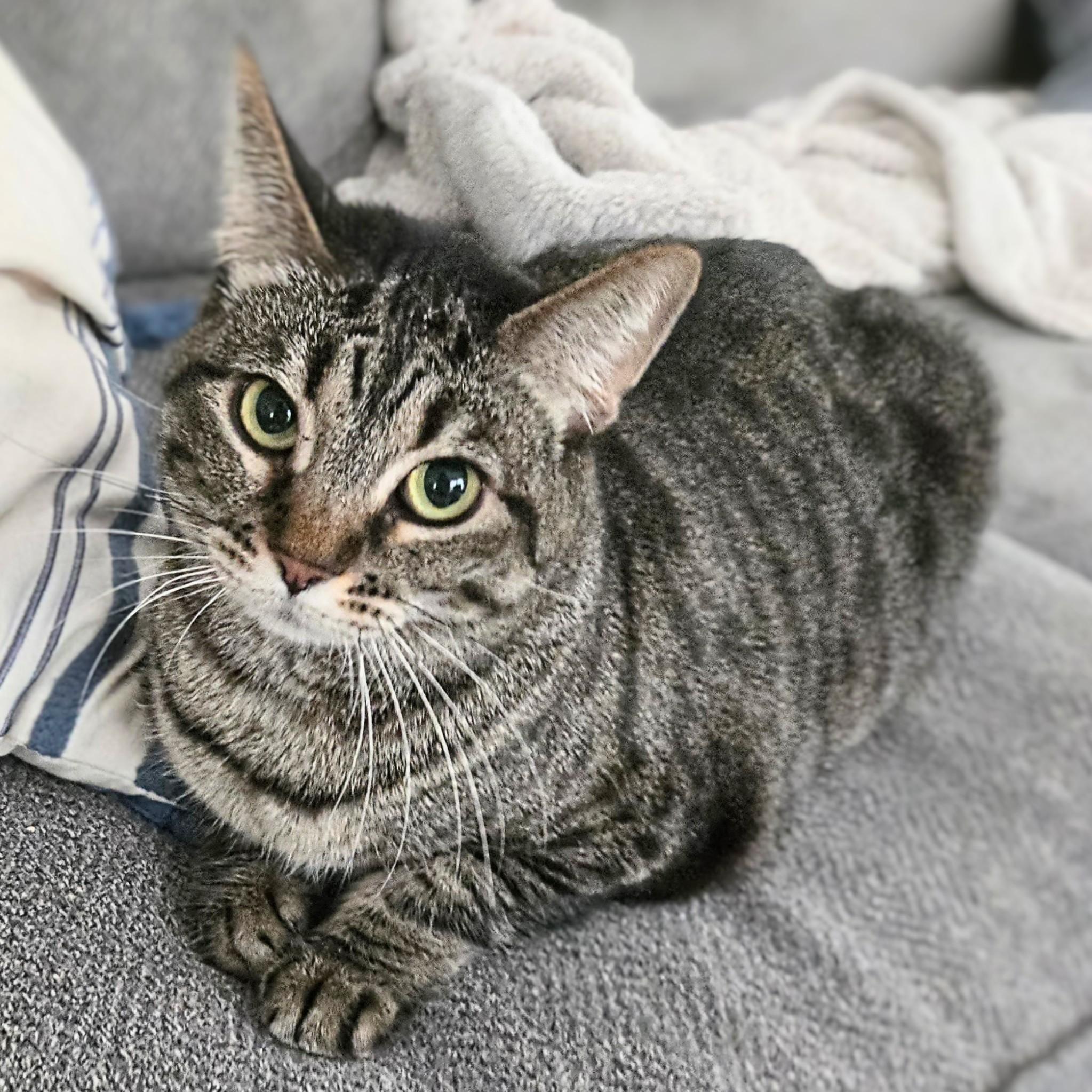 Talulah, an adopted mixed breed in Chicago, IL image 3/6