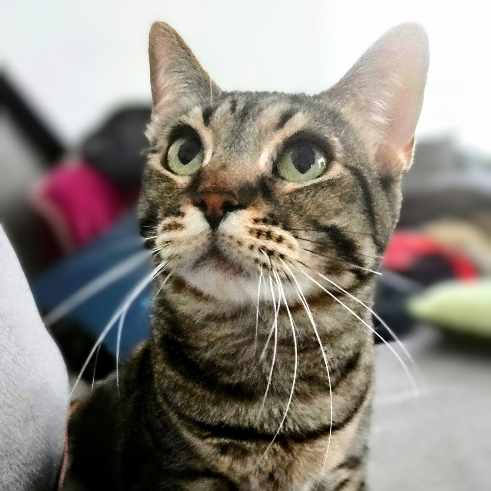 Talulah, adopted, Adult Female Tabby & Domestic Short Hair.