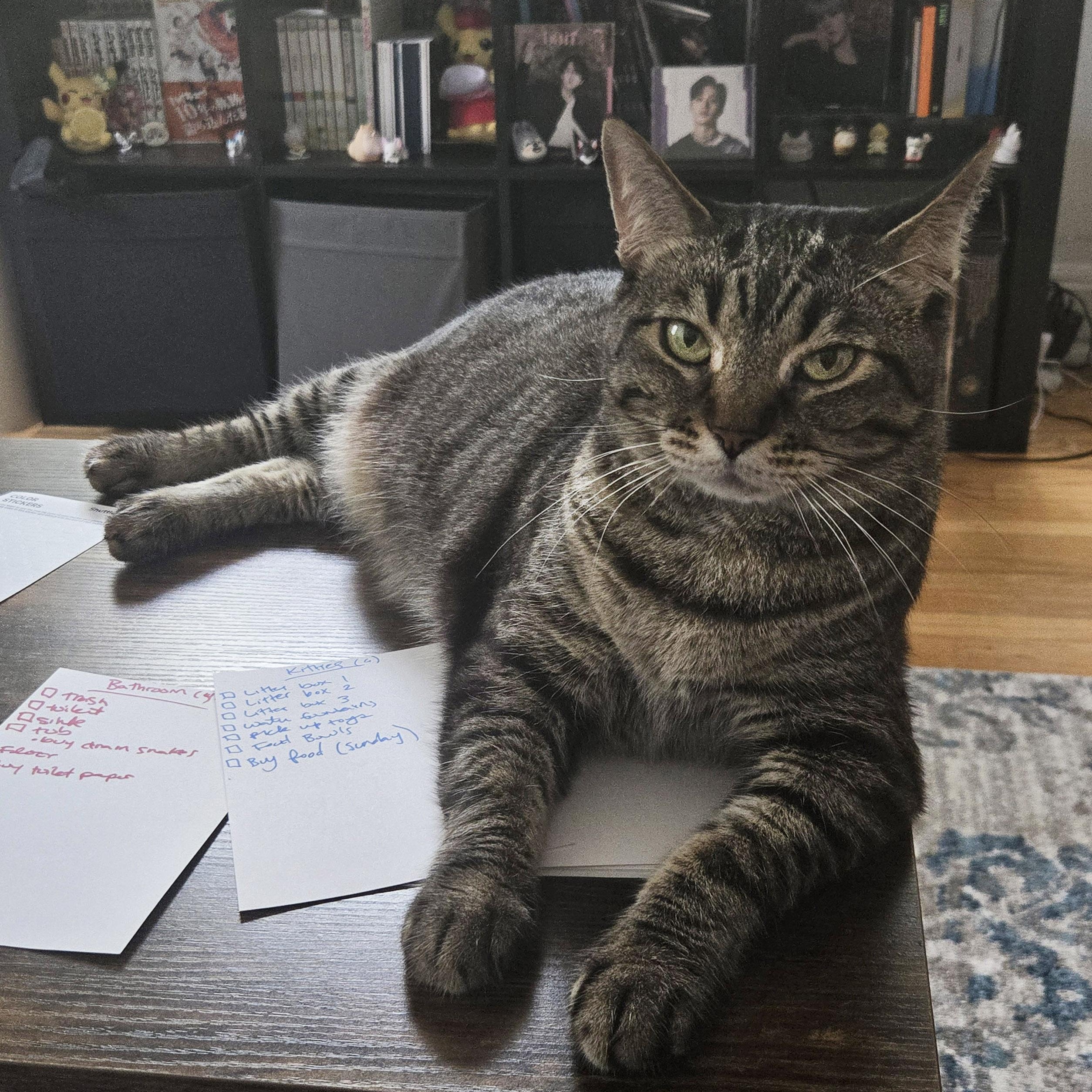 Talulah, an adopted mixed breed in Chicago, IL image 6/6