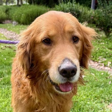 Enlarge Kash, a ADOPTABLE Golden Retriever in Los Angeles, CA image 1/6