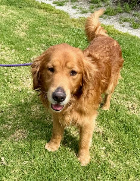 Enlarge Kash, a ADOPTABLE Golden Retriever in Los Angeles, CA image 2/6