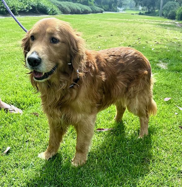 Enlarge Kash, a ADOPTABLE Golden Retriever in Los Angeles, CA image 3/6