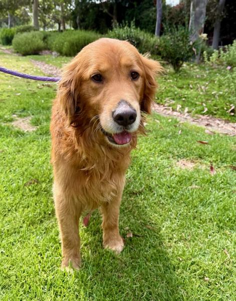 Enlarge Kash, a ADOPTABLE Golden Retriever in Los Angeles, CA image 5/6