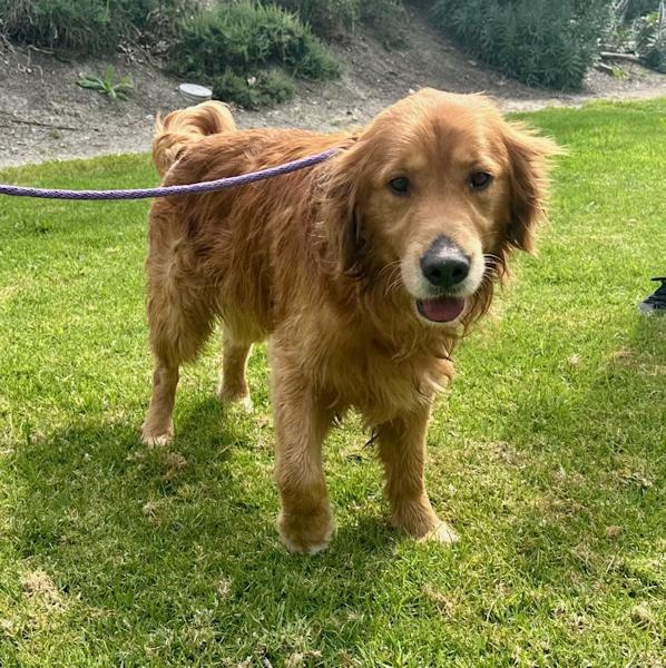 Enlarge Kash, a ADOPTABLE Golden Retriever in Los Angeles, CA image 6/6