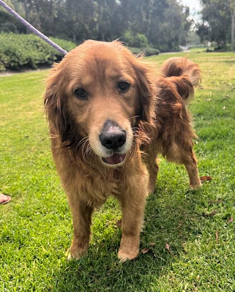 Enlarge Kash, a ADOPTABLE Golden Retriever in Los Angeles, CA image 4/6