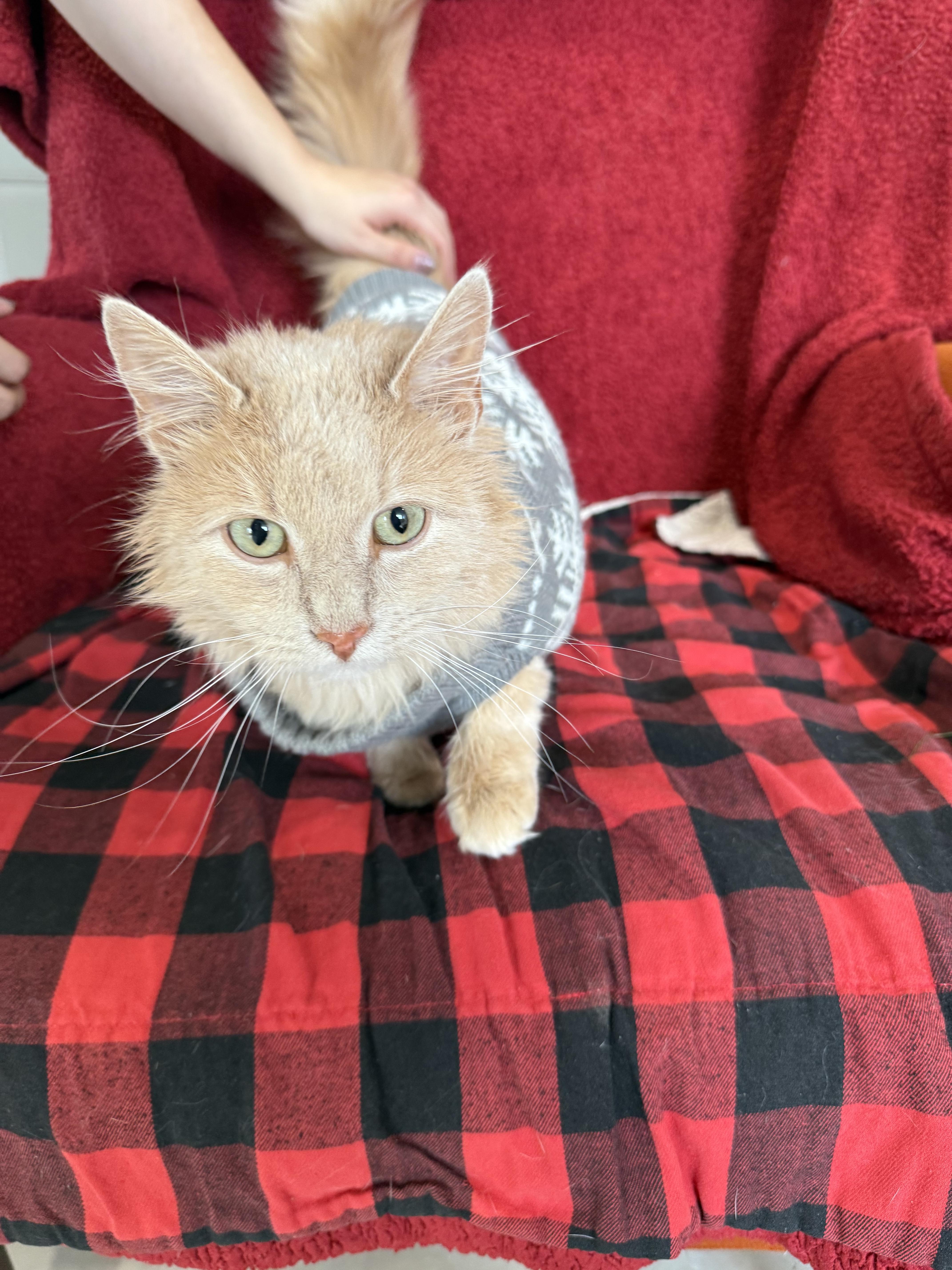 Turk, ADOPTABLE, Adult Male Domestic Long Hair.