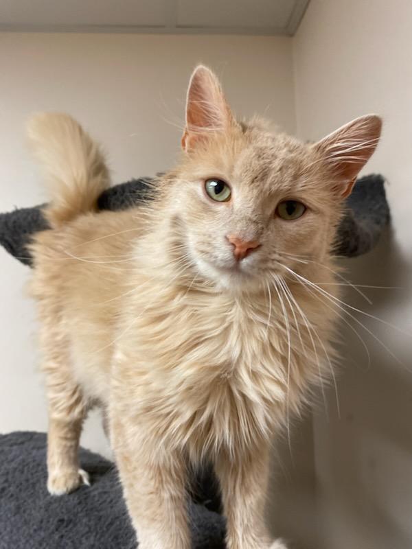 Enlarge Turk, a ADOPTABLE Domestic Long Hair in Steger, IL image 6/6