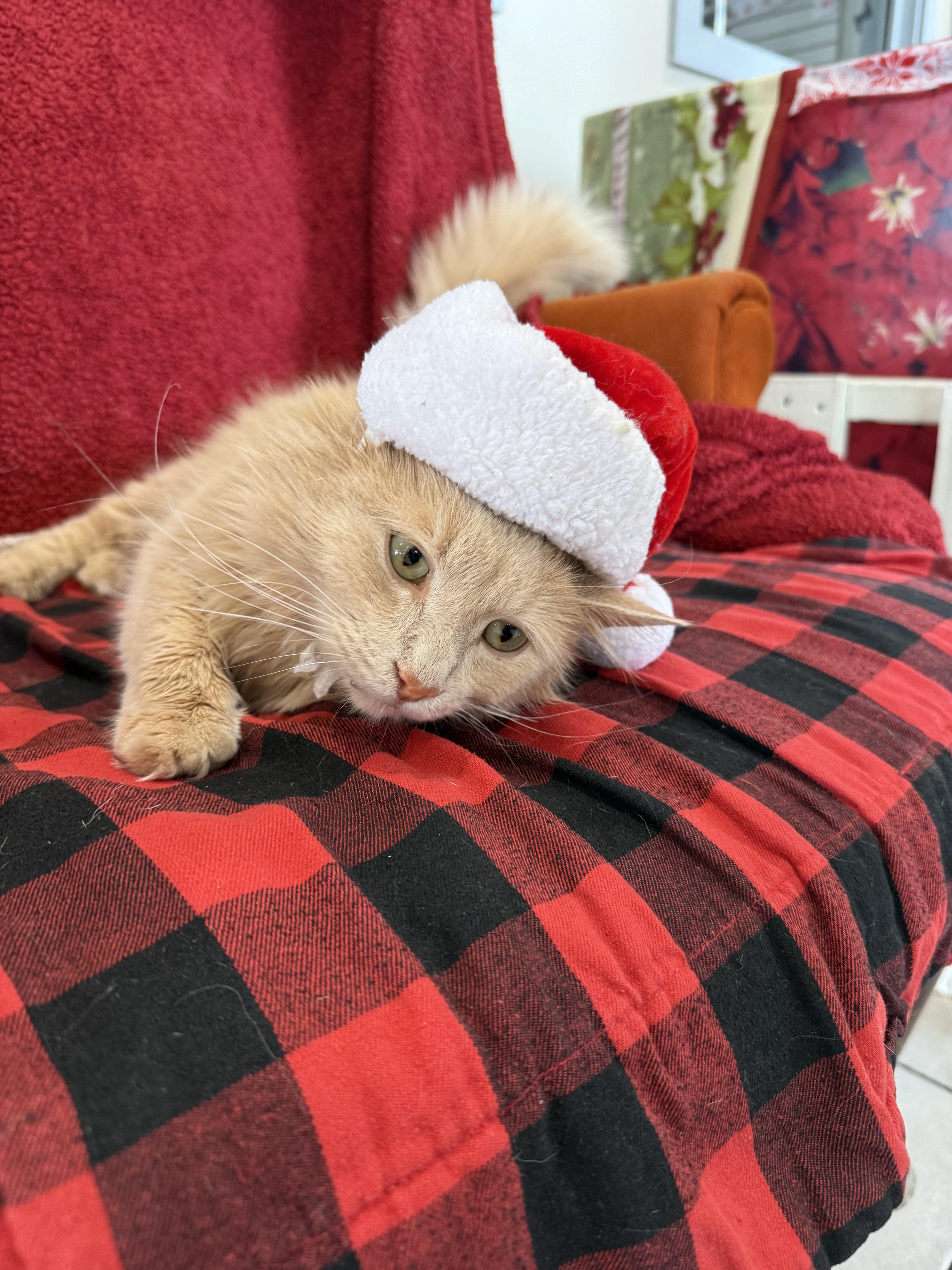 Enlarge Turk, a ADOPTABLE Domestic Long Hair in Steger, IL image 5/6