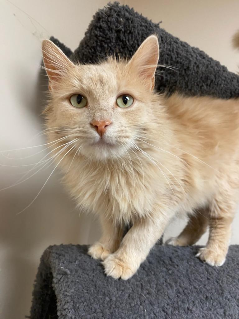Enlarge Turk, a ADOPTABLE Domestic Long Hair in Steger, IL image 3/6