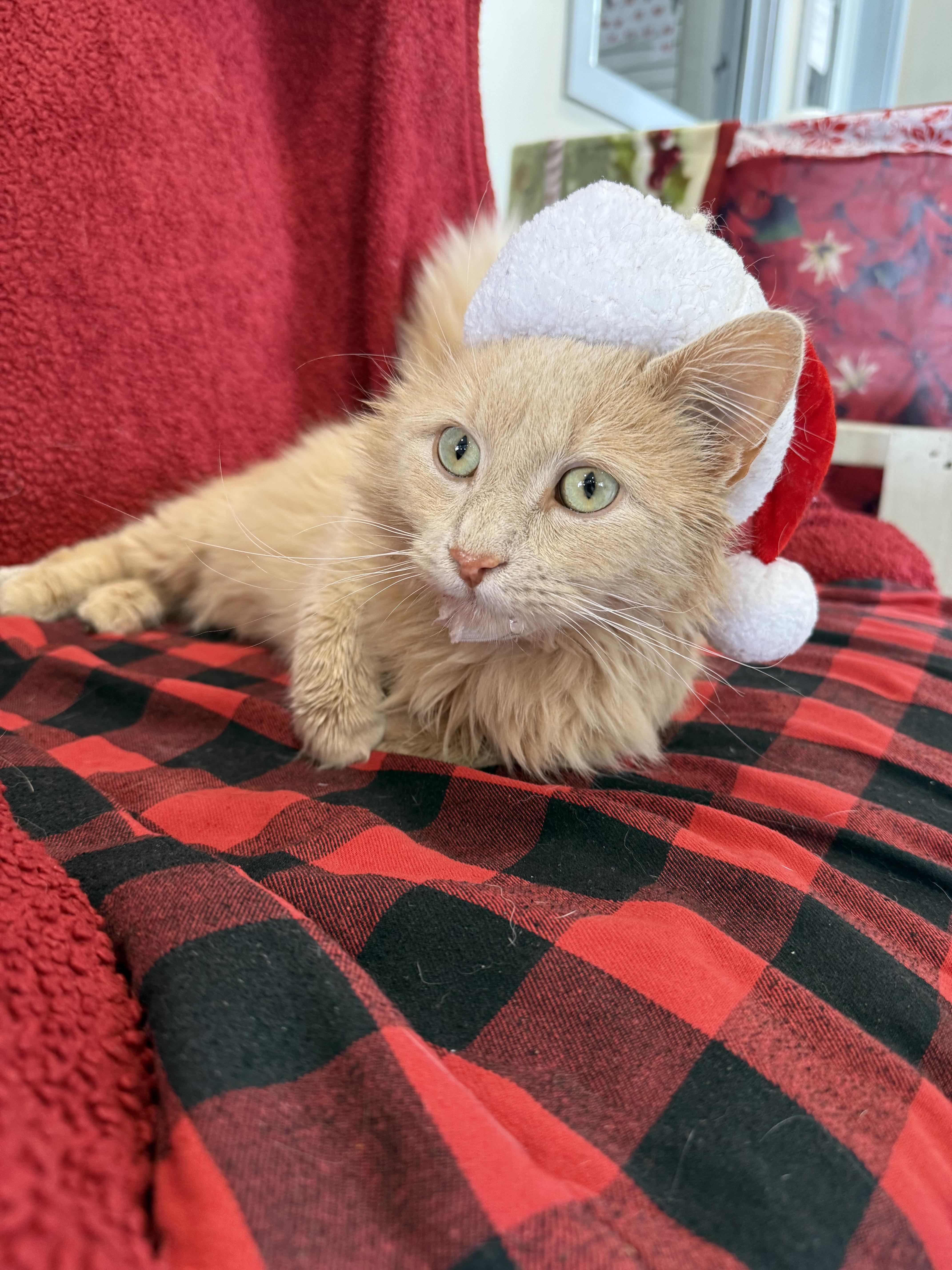 Enlarge Turk, a ADOPTABLE Domestic Long Hair in Steger, IL image 2/6