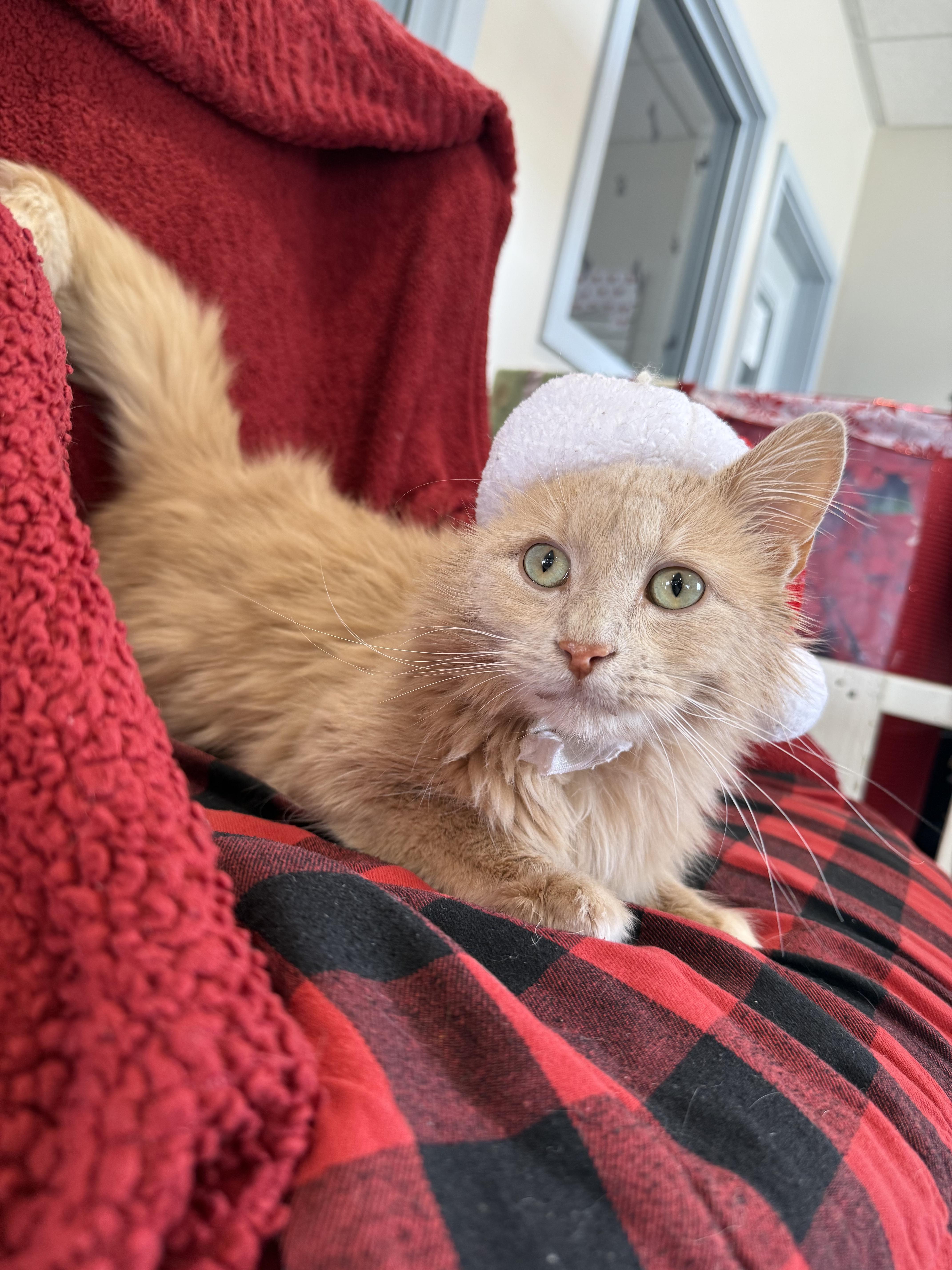 Enlarge Turk, a ADOPTABLE Domestic Long Hair in Steger, IL image 4/6