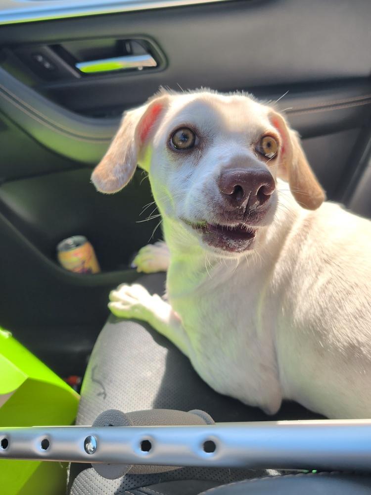 Lady, Adoptable, Young Female Chihuahua & Dachshund.