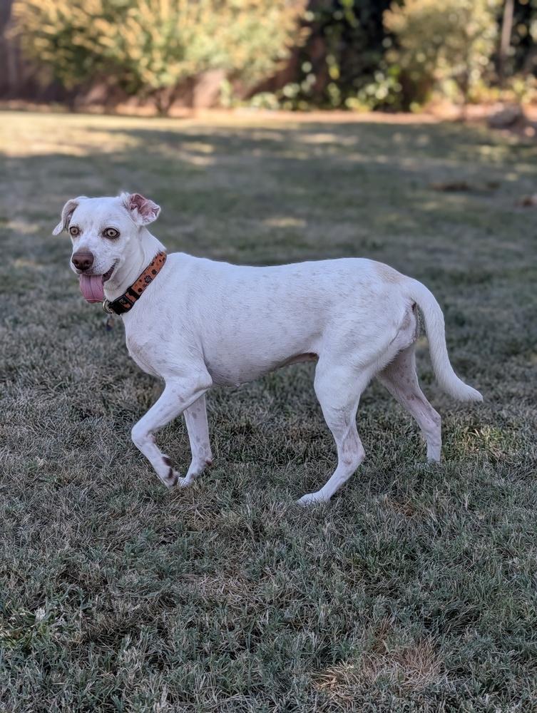 Lady, a Adoptable mixed breed in Roseville, CA image 2/6