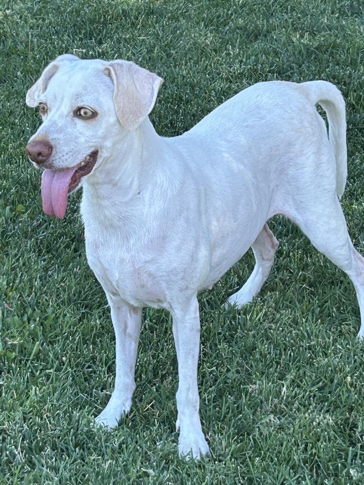 Enlarge Lady, a Adoptable mixed breed in Roseville, CA image 2/6