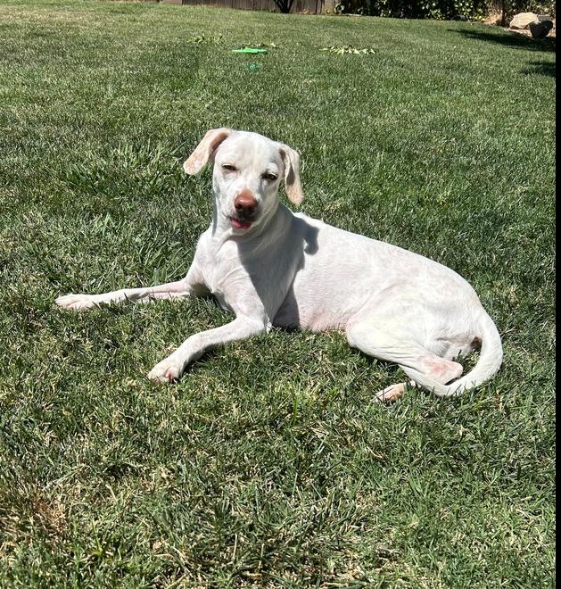Enlarge Lady, a Adoptable mixed breed in Roseville, CA image 3/6