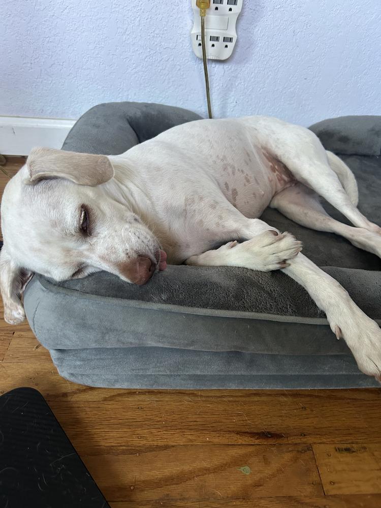 Enlarge Lady, a Adoptable mixed breed in Roseville, CA image 4/6