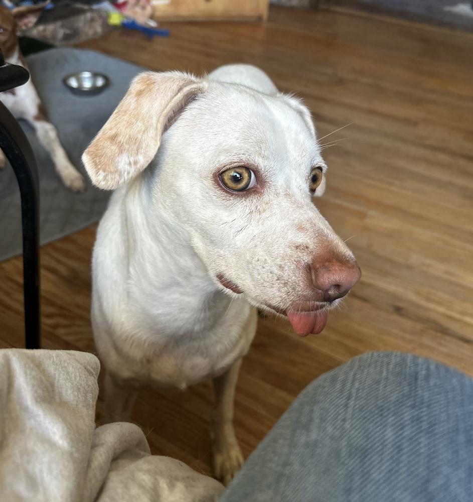 Enlarge Lady, a Adoptable mixed breed in Roseville, CA image 6/6
