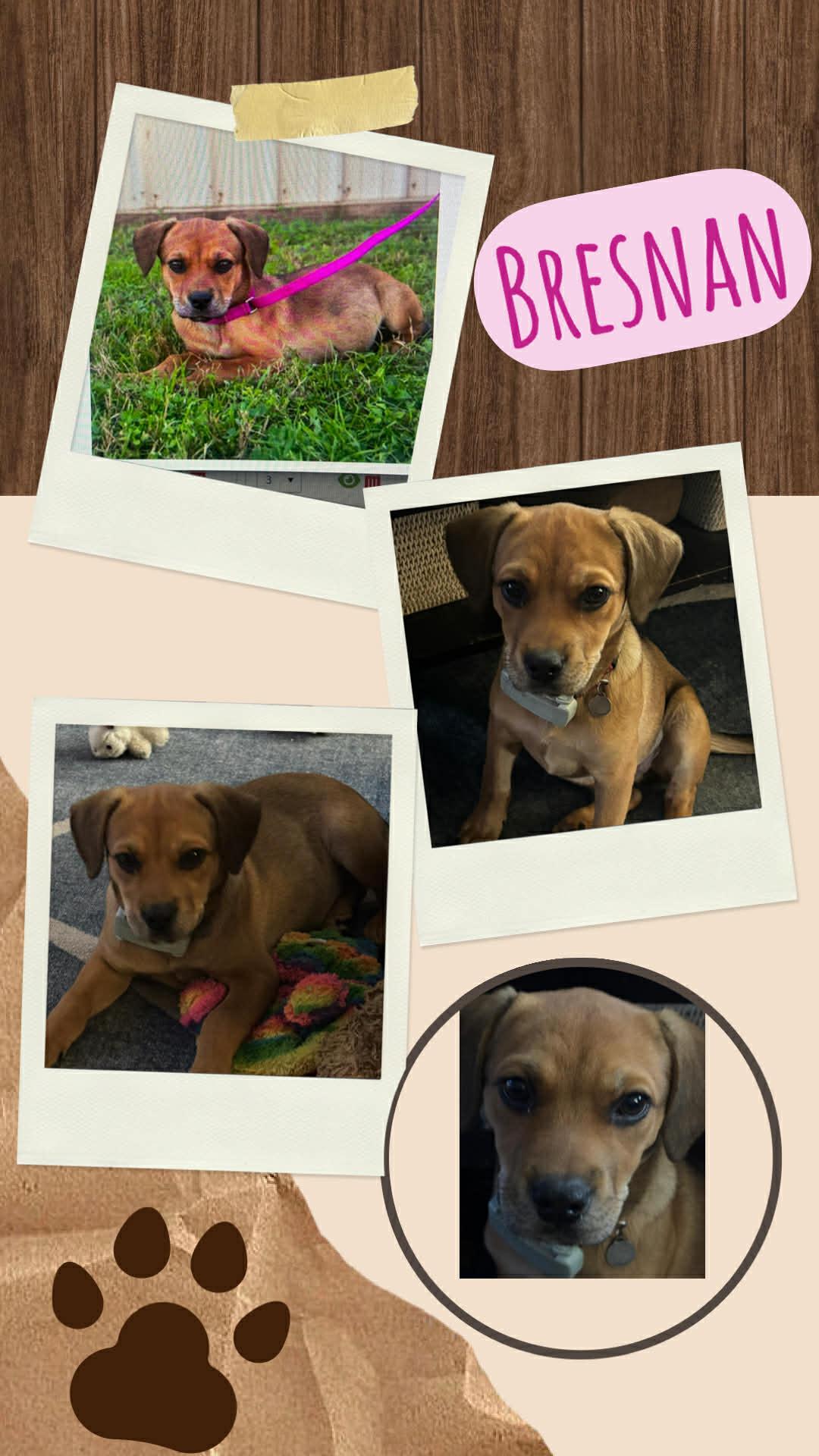 Enlarge Bresnan , a ADOPTABLE mixed breed in Waldwick, NJ image 1/1