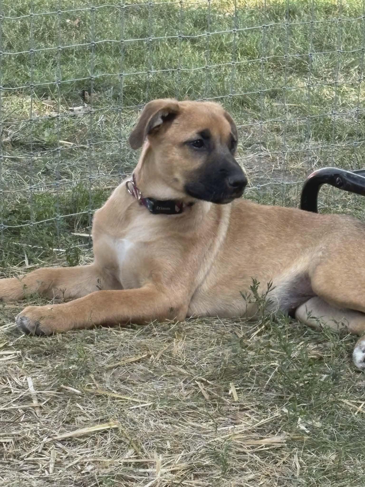 Hazel-I26035, ADOPTABLE, Young Female Shepherd.