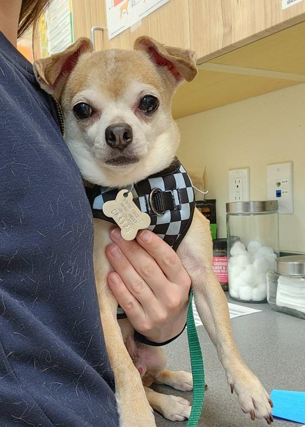 Ricky Bobby, Adoptable, Senior Male Chihuahua.