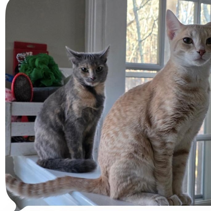 Blush, Adoptable, Adult Female Dilute Tortoiseshell.