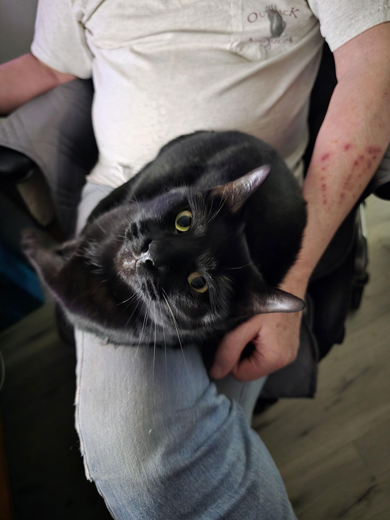 Shade, Adopted, Adult Male Domestic Short Hair.