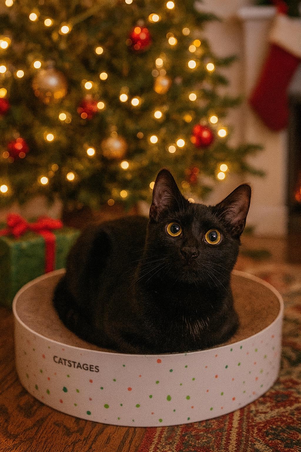 Hazel, adoptable, Kitten Female Domestic Short Hair.