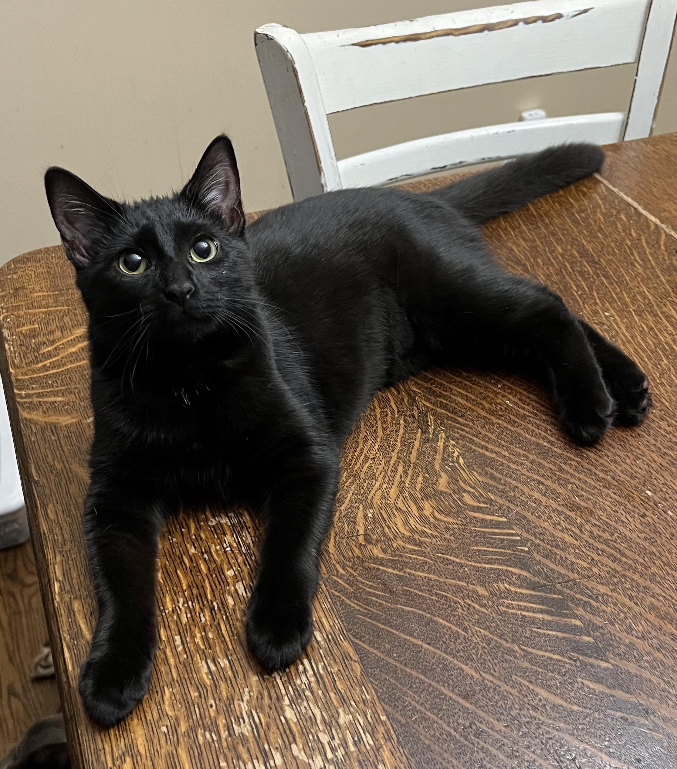 Hazel, adoptable, Kitten Female Domestic Short Hair.