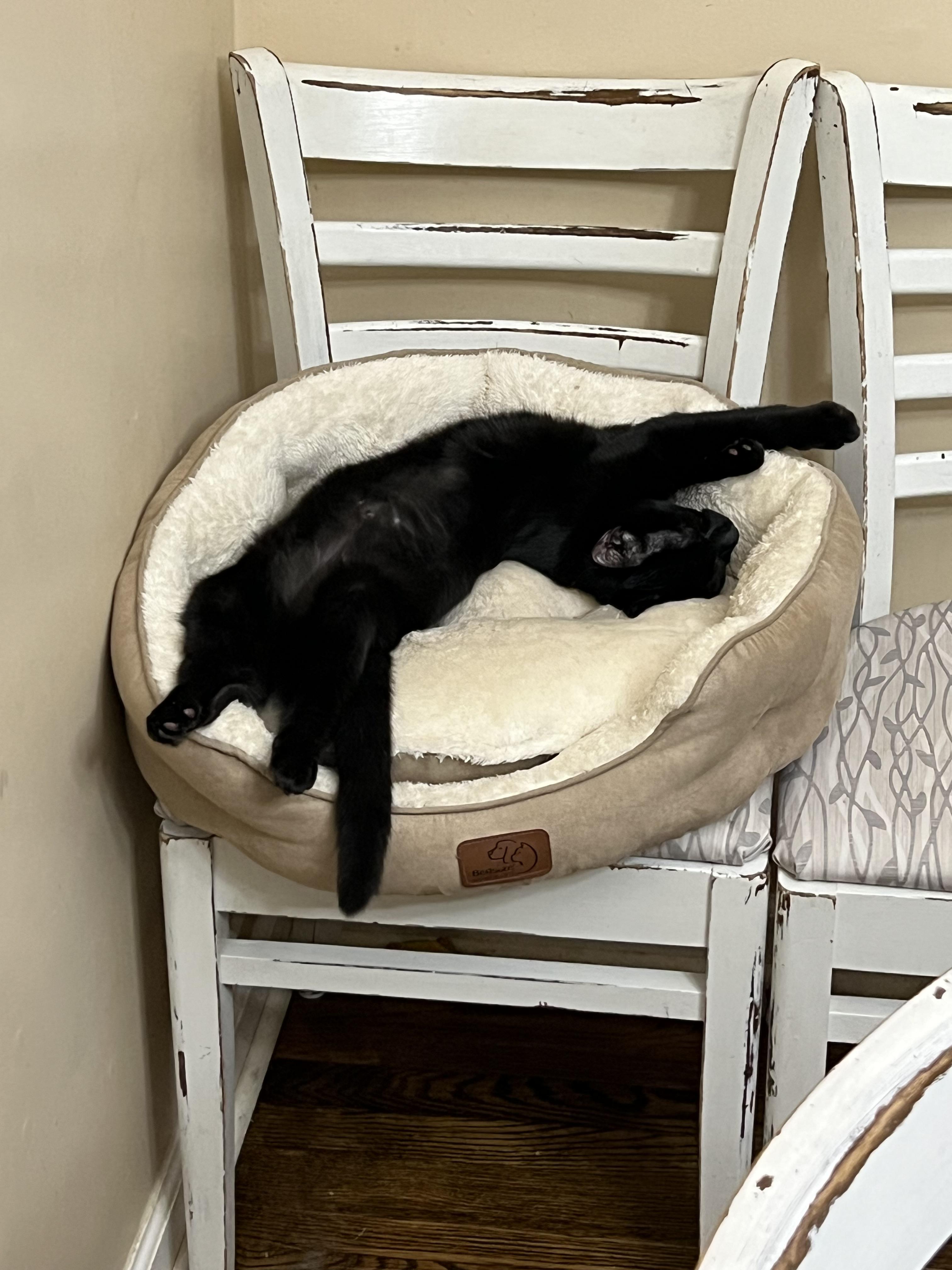 Hazel, an adoptable Domestic Short Hair in Hixson, TN image 3/3