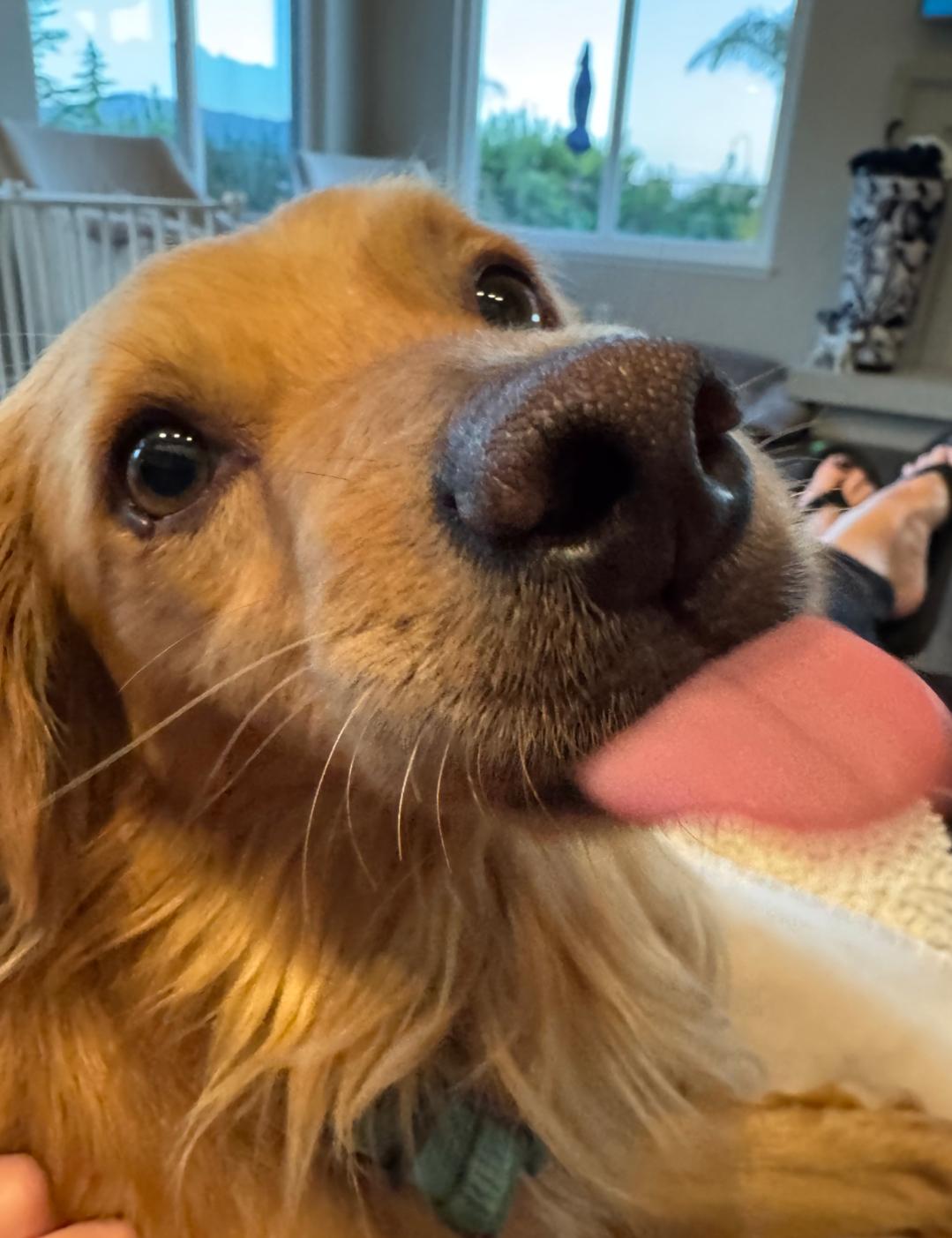 Pawcasso, Adult Male Spaniel