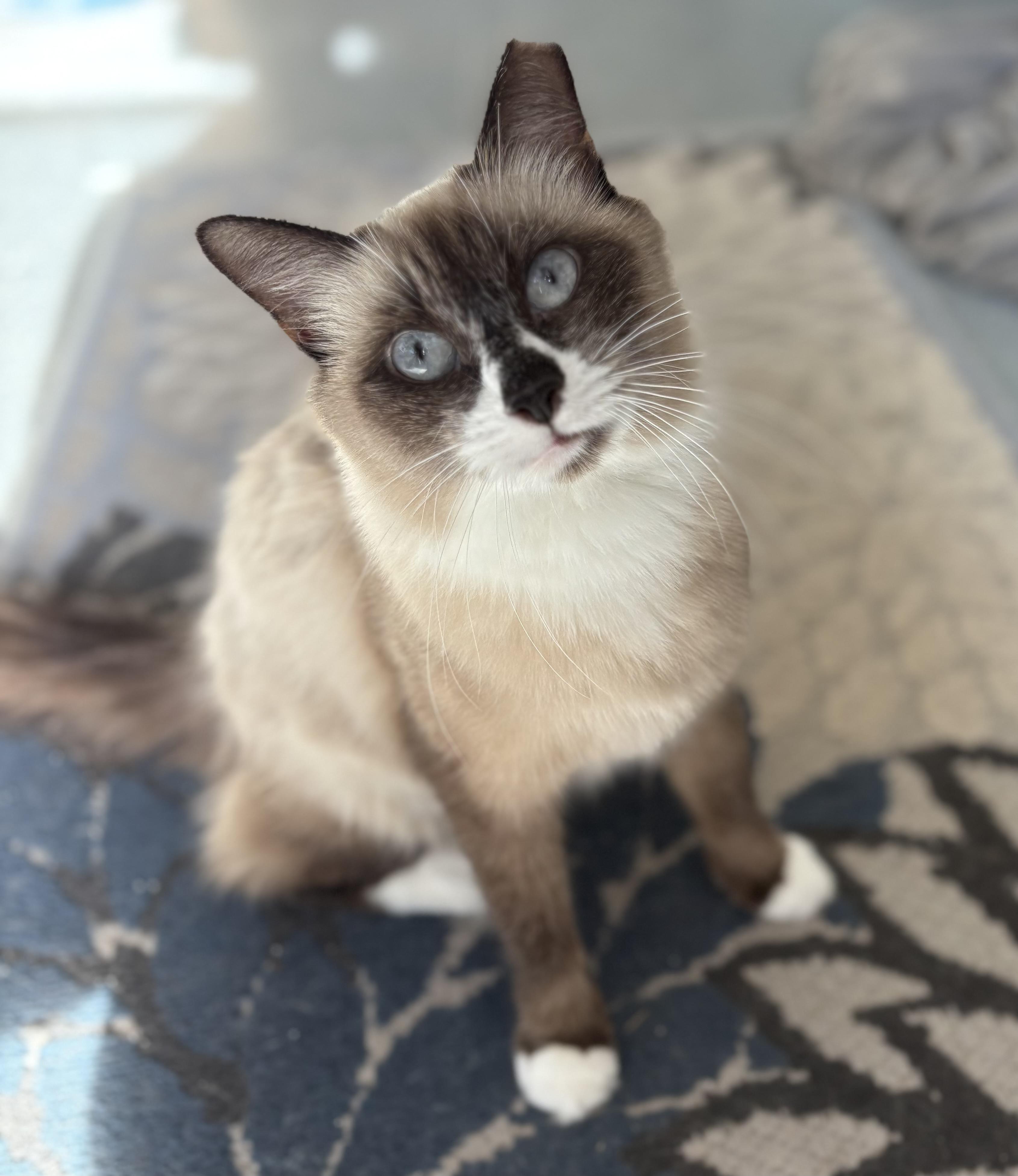 Peaches, adopted, Adult Female Snowshoe.