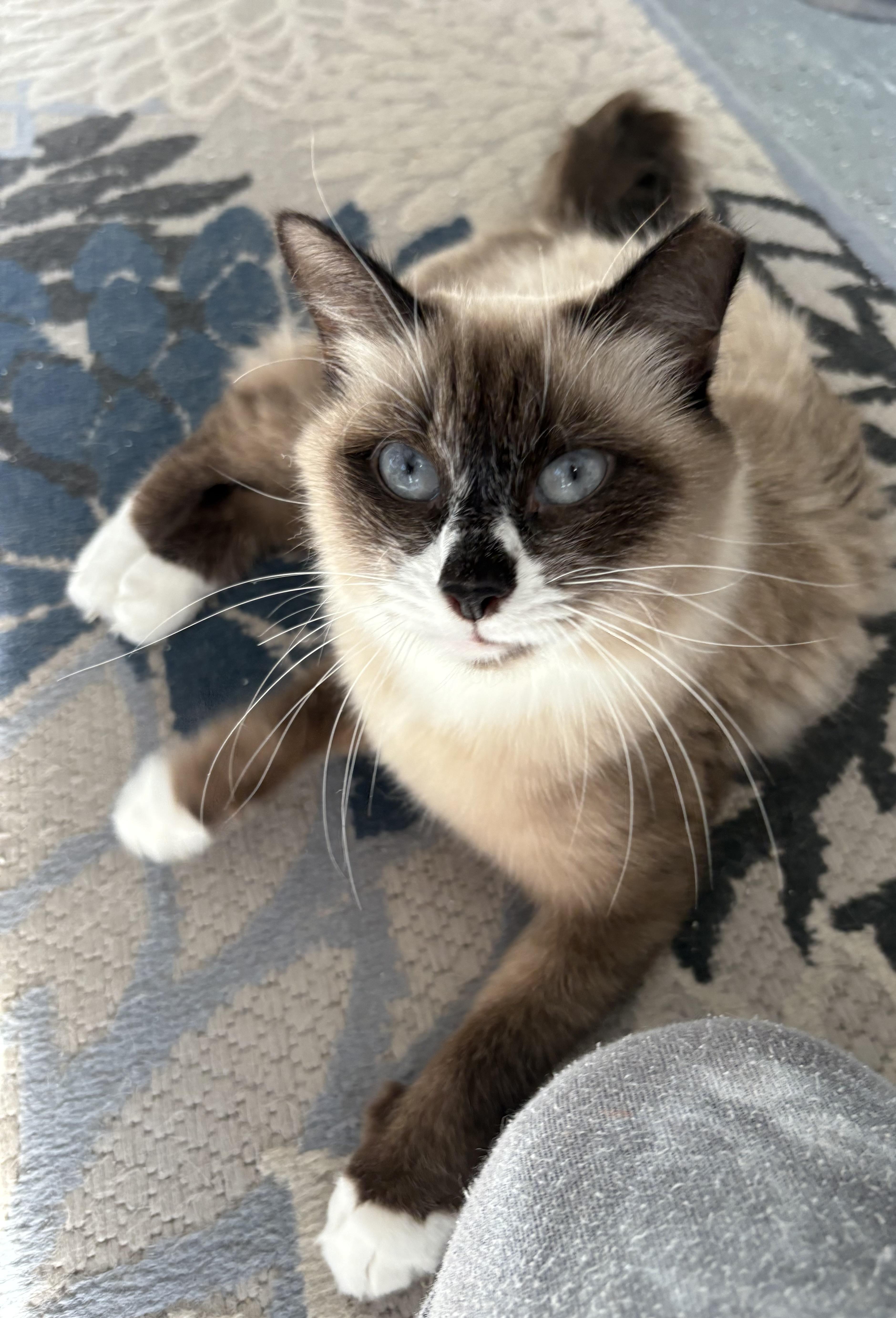 Enlarge Peaches, an adopted Snowshoe in Brooksville, FL image 5/5